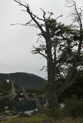 Nothofagus betuloides