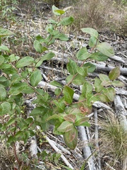 Vaccinium fuscatum