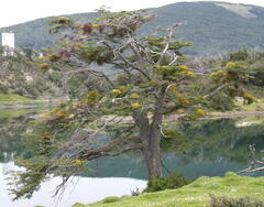 Misodendrum punctulatum