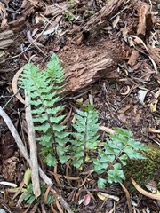 Asplenium