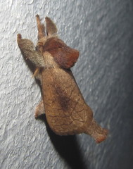 Lebedodes rufithorax