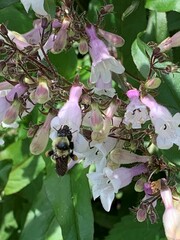 Bombus fervidus