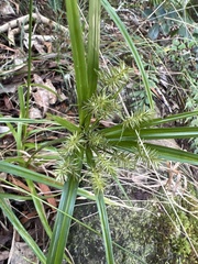 Cyperus meyenianus