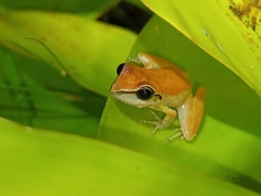 Pristimantis ramagii