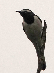 Motacilla maderaspatensis