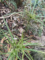 Cyperus meyenianus