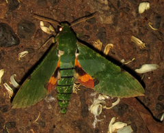 Euchloron megaera