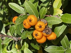 Pyracantha angustifolia