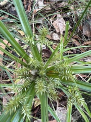 Cyperus meyenianus