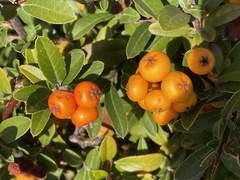 Pyracantha angustifolia
