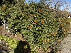 Pyracantha angustifolia