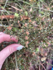 Pultenaea gunnii