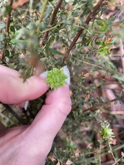 Pultenaea gunnii