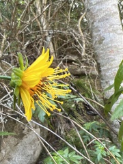 Bidens cosmoides