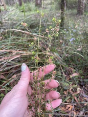 Pultenaea gunnii