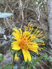 Bidens cosmoides