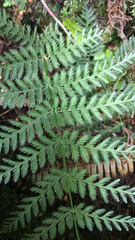 Leptopteris hymenophylloides