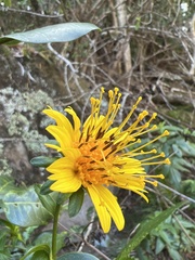 Bidens cosmoides