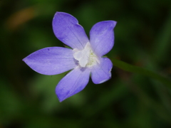 Wahlenbergia violacea
