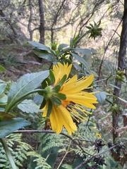 Bidens cosmoides