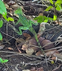 Basiliscus plumifrons