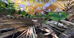 Basiliscus plumifrons