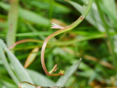 Wahlenbergia violacea