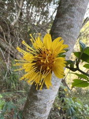 Bidens cosmoides