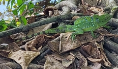 Basiliscus plumifrons