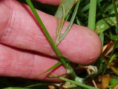 Wahlenbergia violacea