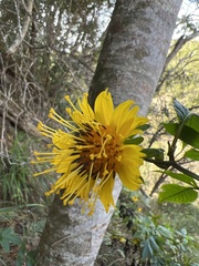 Bidens cosmoides