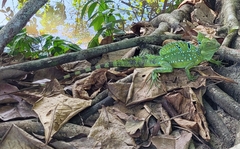 Basiliscus plumifrons