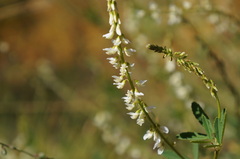 Melilotus albus image