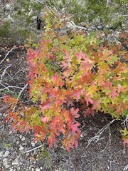 Quercus buckleyi