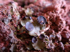 Peltigera venosa