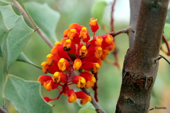 Grevillea wickhamii