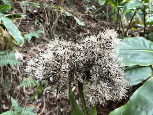 Dubautia latifolia observed 2022-11-22