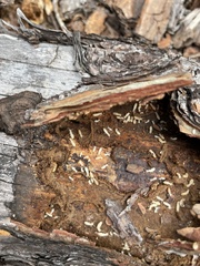 Reticulitermes flavipes