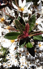 Olearia erubescens