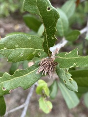Andricus quercusfoliatus