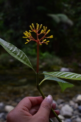 Palicourea thyrsiflora