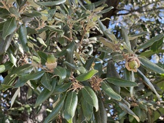 Quercus ilex