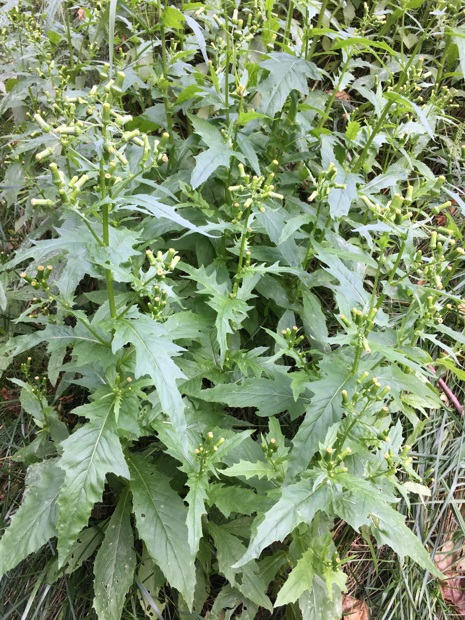 American Burnweed