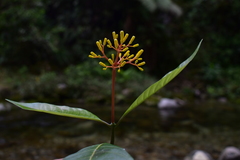 Palicourea thyrsiflora
