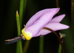 Primula tetrandra