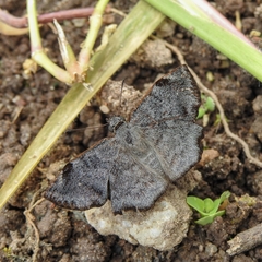 Antigonus erosus