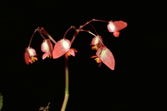 Begonia subspinulosa