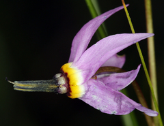 Primula tetrandra