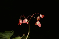 Begonia subspinulosa
