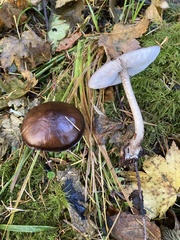 Pluteus exilis